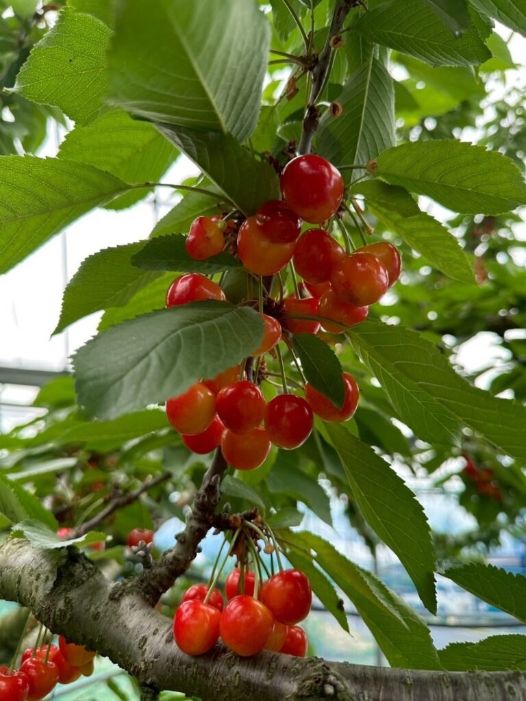 アグリパーク竜王で、さくらんぼ狩り体験🍒たくさんの種類のさくらんぼが鈴なりです😳