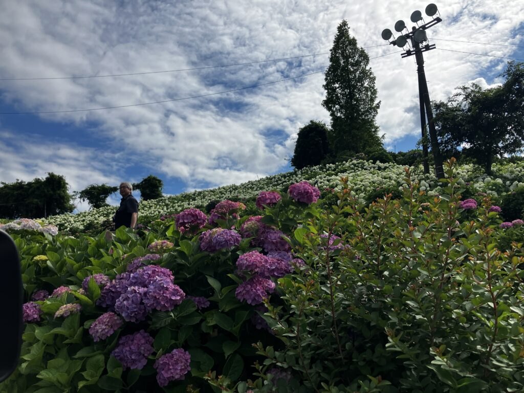 斜面いっぱいに咲き誇るあじさいに、思わず歓声✨