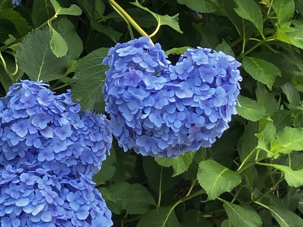 見つけた💙ハートのかたちのあじさい。なんだか良いことありそう
